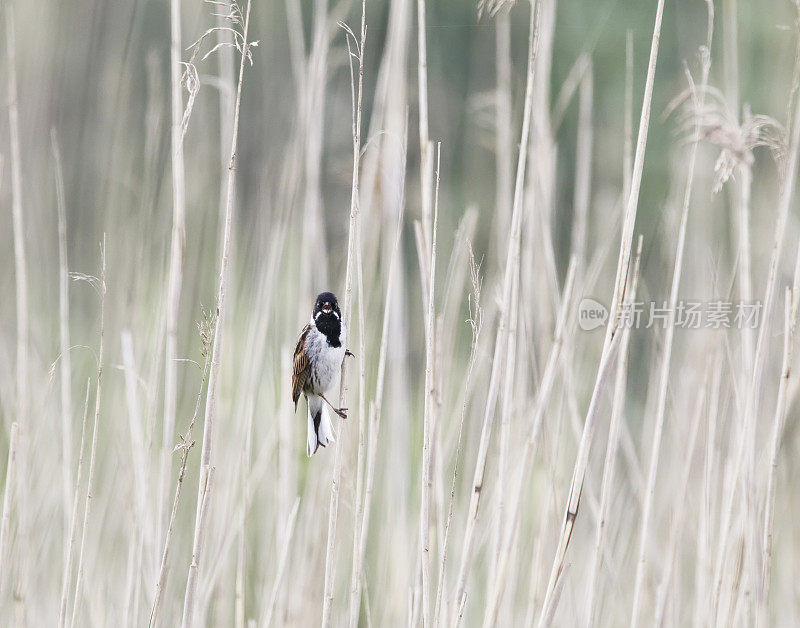 普通芦苇Bunting (Emberiza schoeniclus)雄性